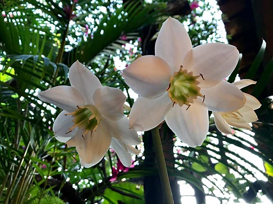 Hotel Las Golondrinas