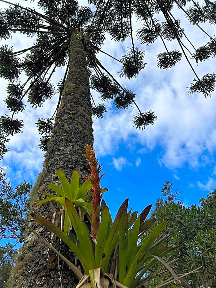 Campos do Jordão Chalés