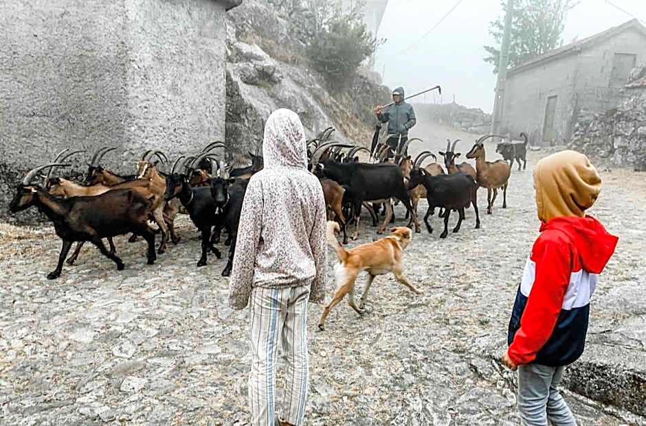 Mountain Log Cabin O Lobo