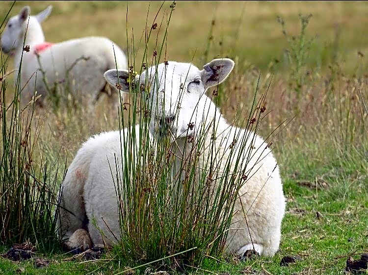 Upper Gilwern Quarry Hut