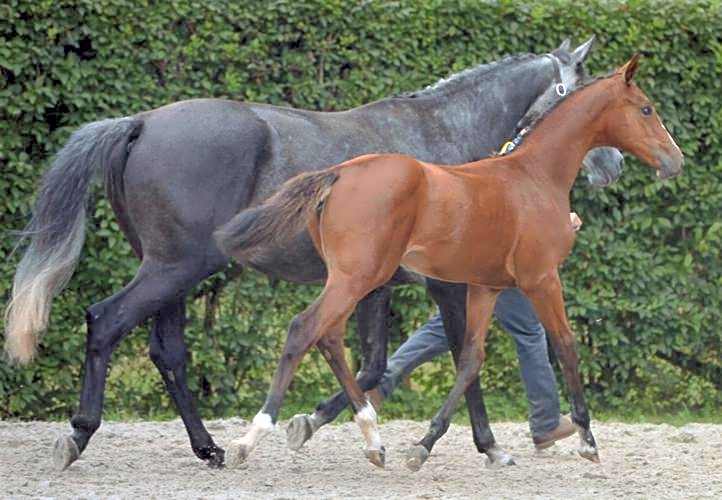 B & B " De 7 Sprong "