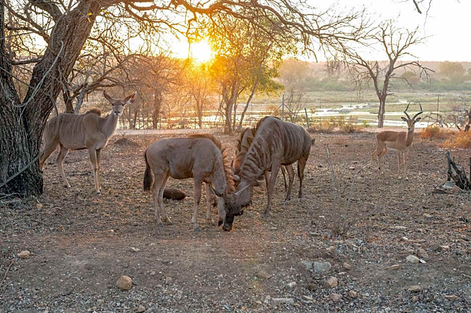 Foxy Crocodile Bush Lodge & Kruger Safaris