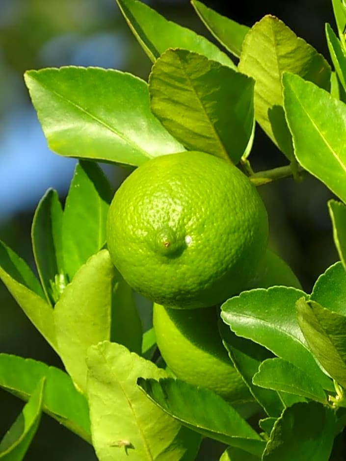 Casa na fazenda inteira ou quartos individuais no Hostel Recanto da Felicidade Paraopeba