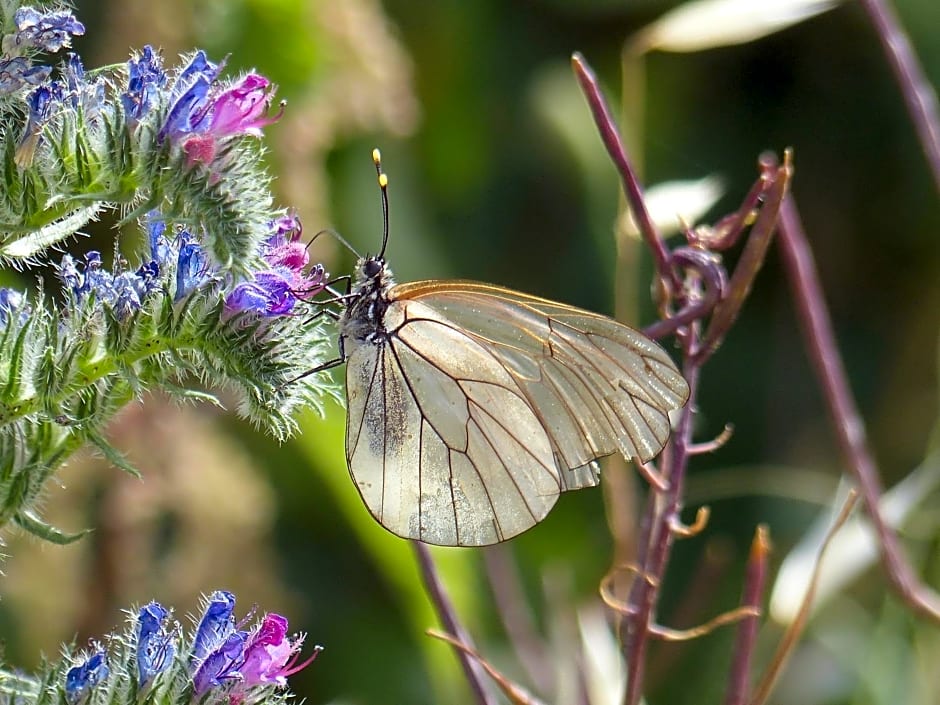 Malia - Chambres d'hôtes & Gîte