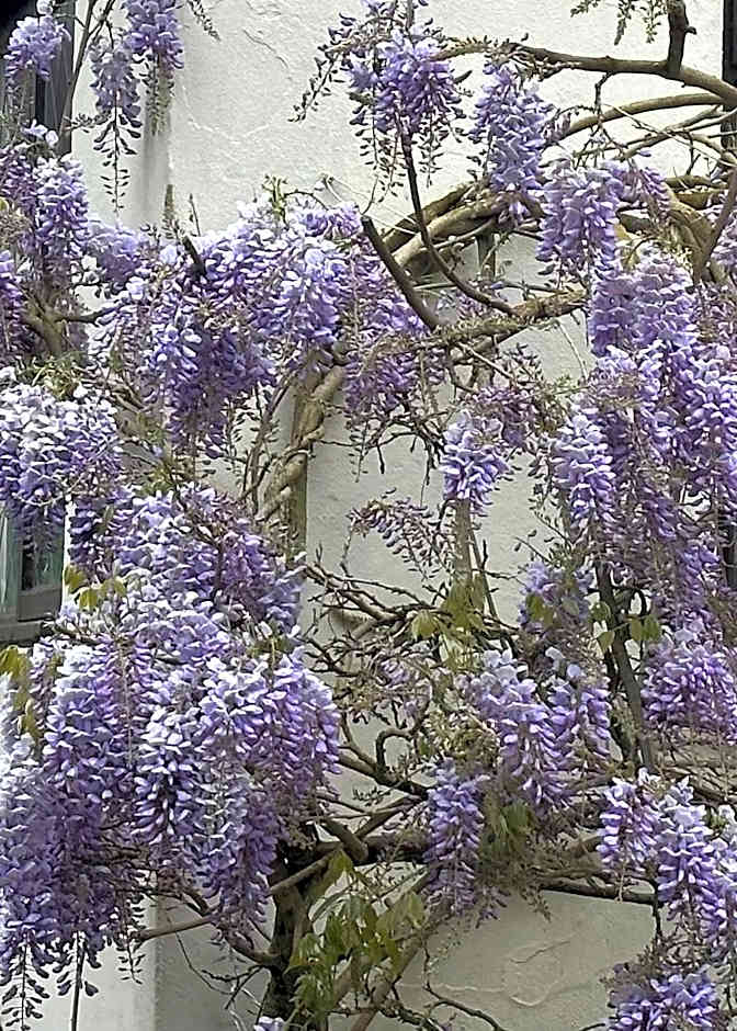 Manor Lodge Guesthouse