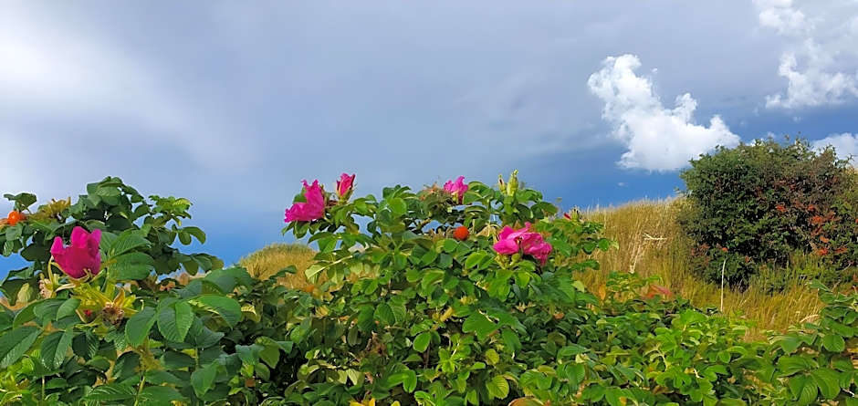 Domki nad morzem - Nevada