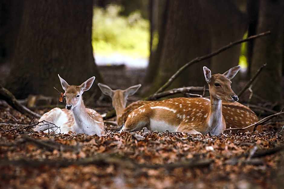 REGIOHOTEL Schanzenhaus Wernigerode