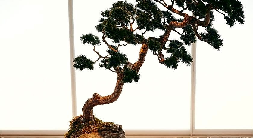 nol kyoto sanjo