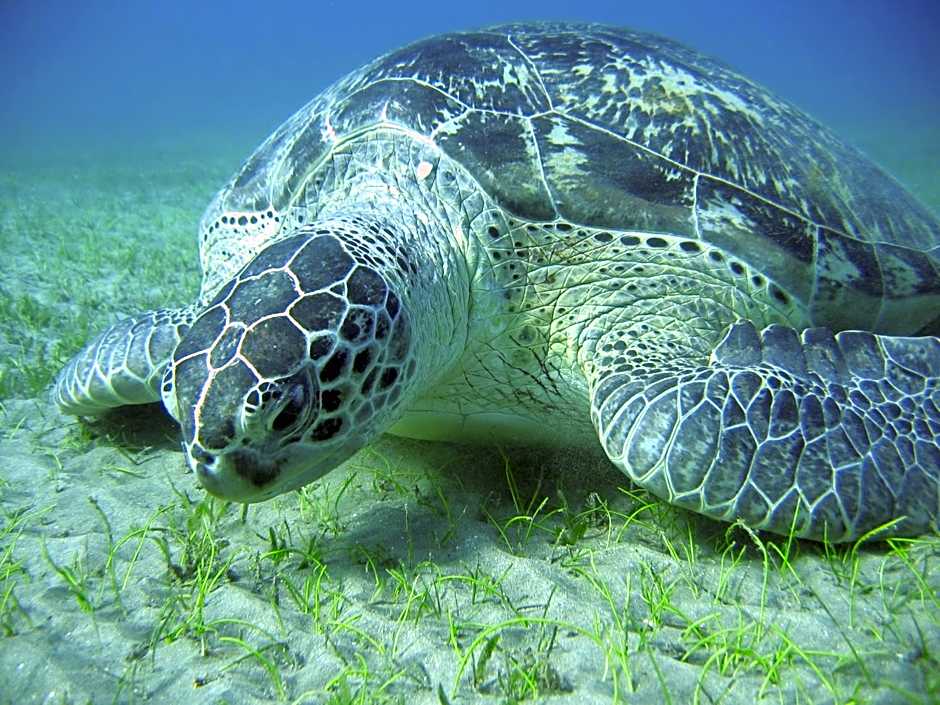 Blue Vision Diving Hotel