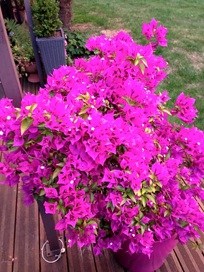 Chambres d'hôtes Le Bas Rassinoux