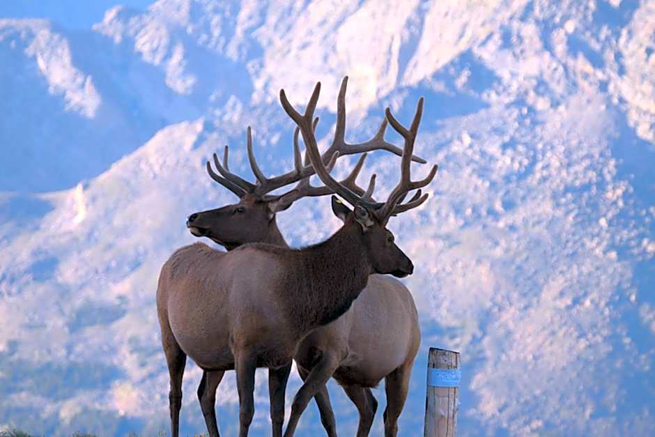 Alpine Trail Ridge Inn