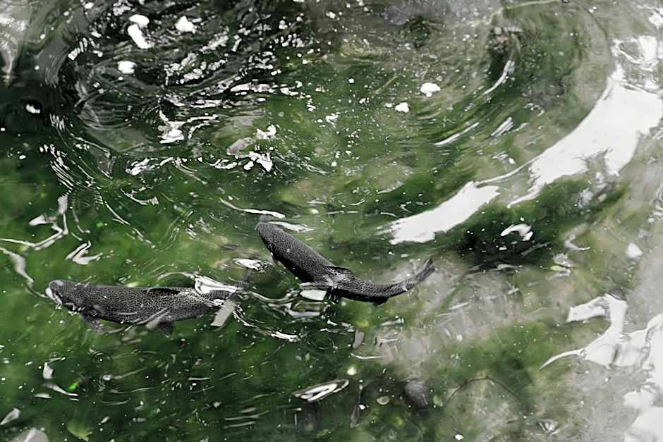 Family Hotel Edia-Sandanski