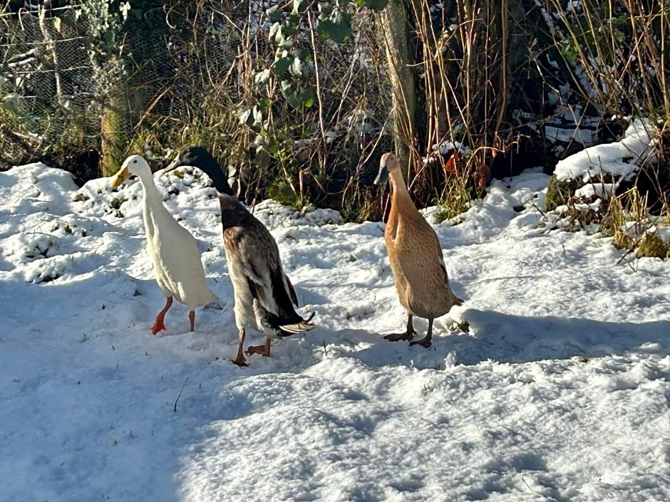 Y Felin Bed and Breakfast and Smallholding