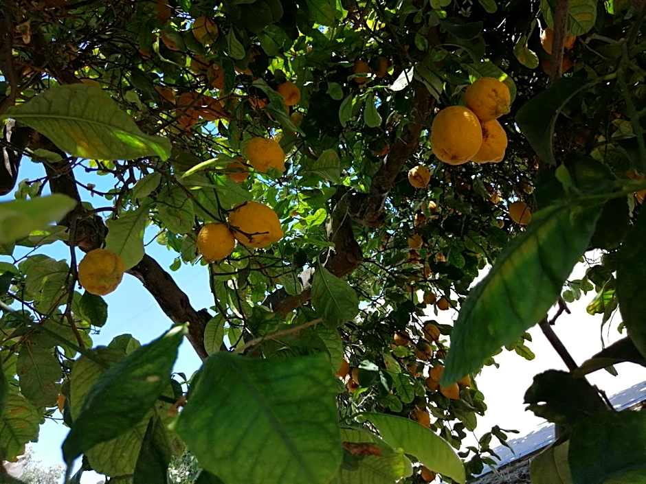 LUMIE DI SICILIA