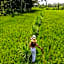 Puri Lumbung Village