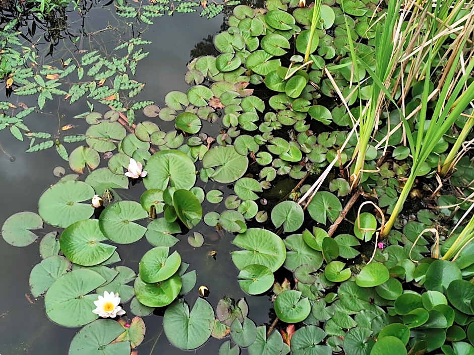 Noclegi i restauracja Zajazd Pod Skałą