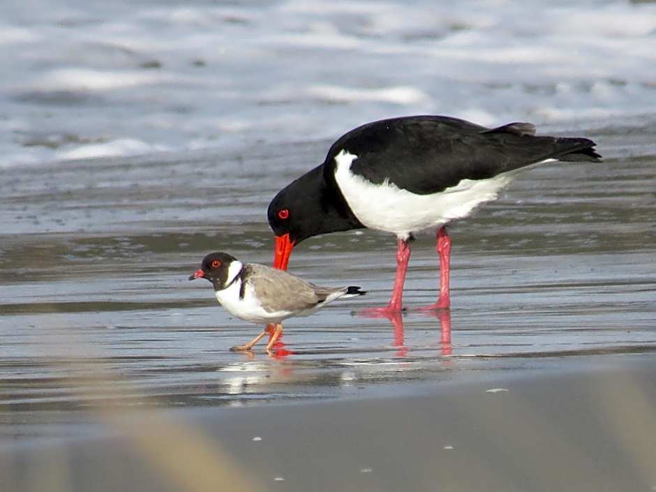 Captain Cook Holiday Park
