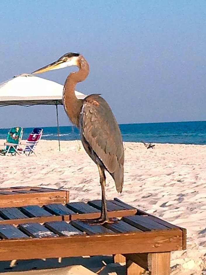 Gulf Shores Plantation