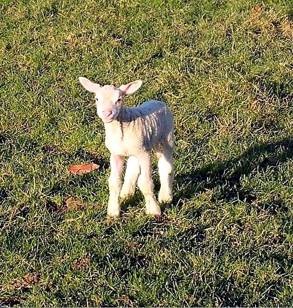 Chambres d'Hôtes Oyhanartia