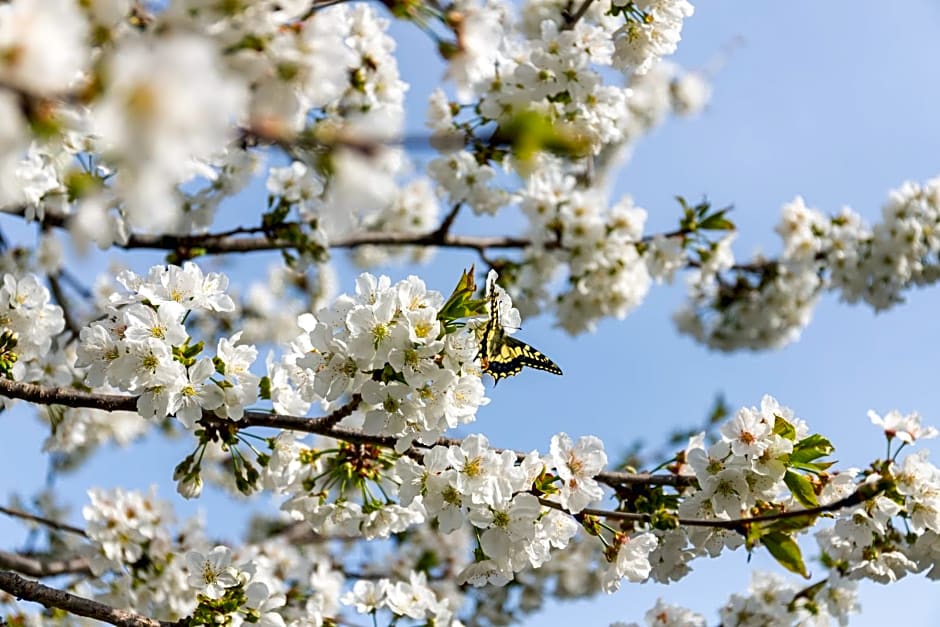 La Tana delle Stelle B&B di Charme e Relax