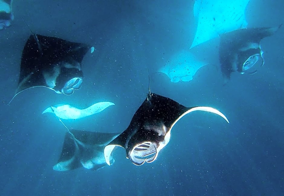 Manta Reserve