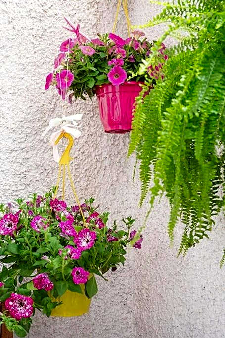 Μεζονέτα στο κύμα