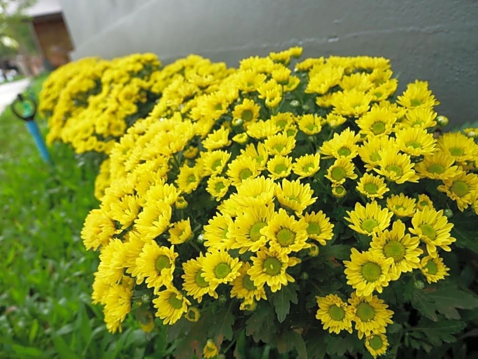 Look at Home Lamphun