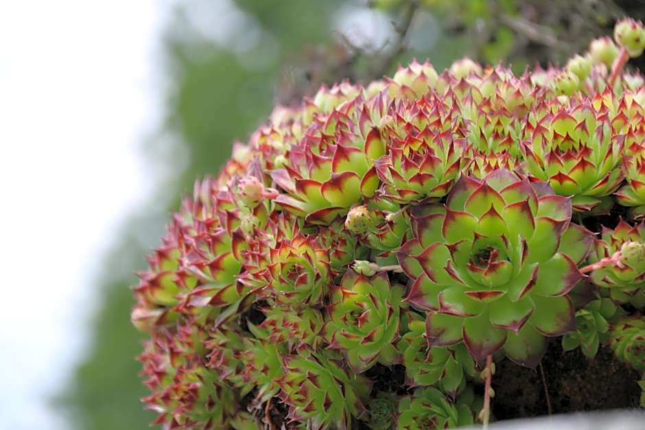 Villa Bella Piemonte