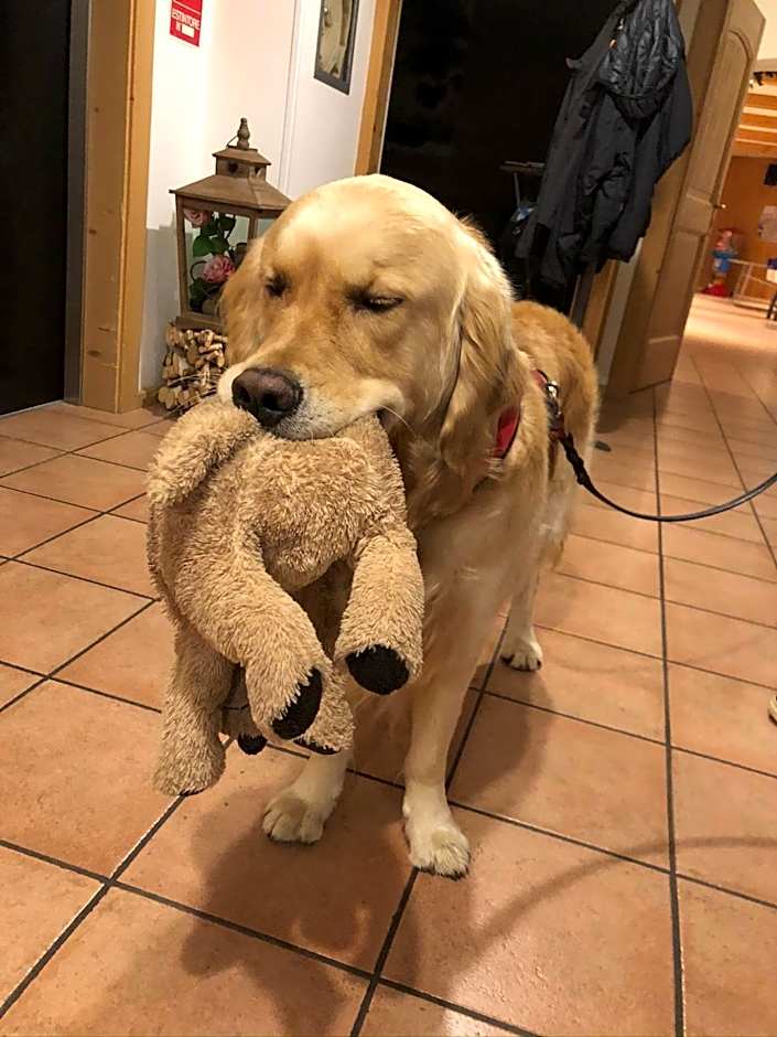 Alpine Touring Hotel-petfriendly