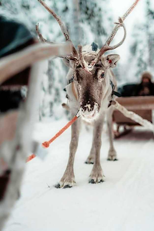Arctic TreeHouse Hotel