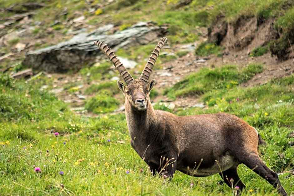 Panoramarestaurant Kaiser Franz-Josefs-Höhe