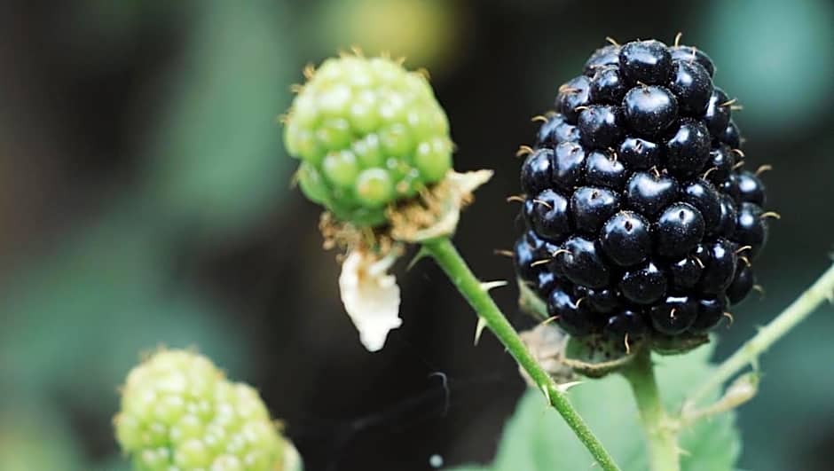 Hotel Las Golondrinas