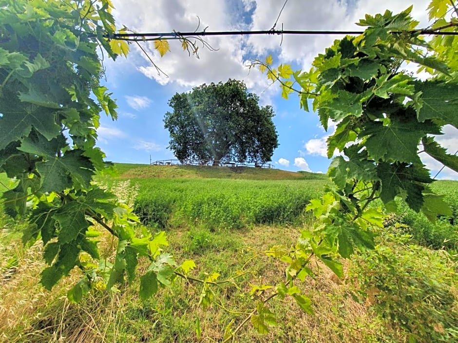 B&B Gli amici del tubarello