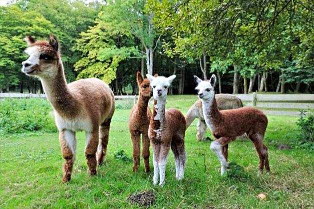 Kadyny Folwark Hotel & SPA