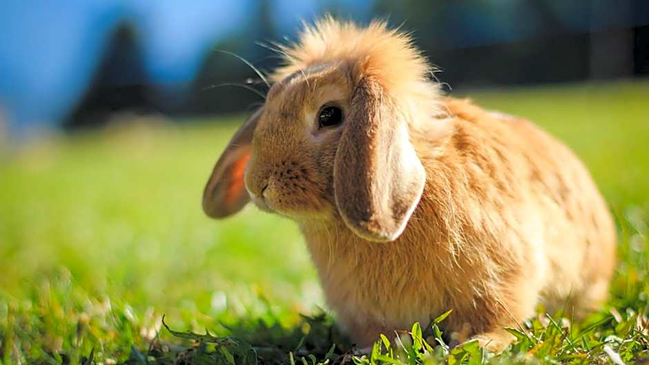 Residence Speckerhof