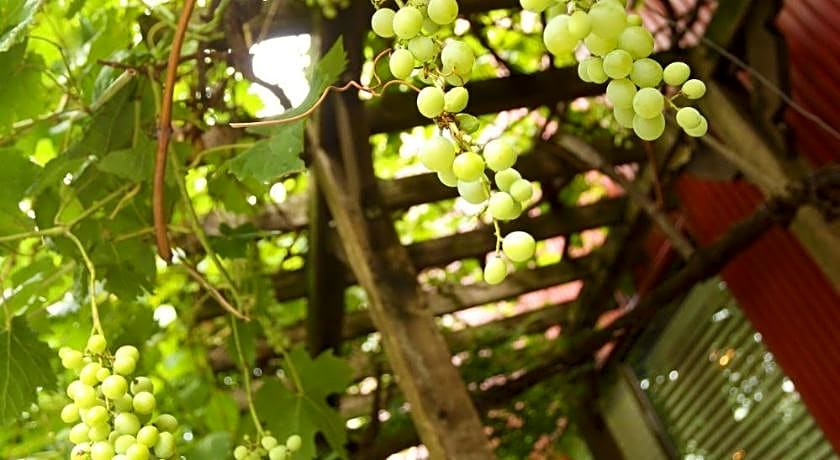 Guest House Grape House Koenji - Female Only 