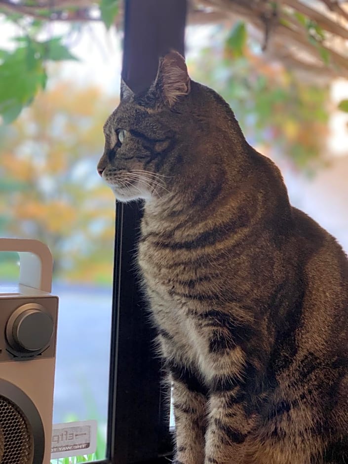 Wanaka Heights Motel