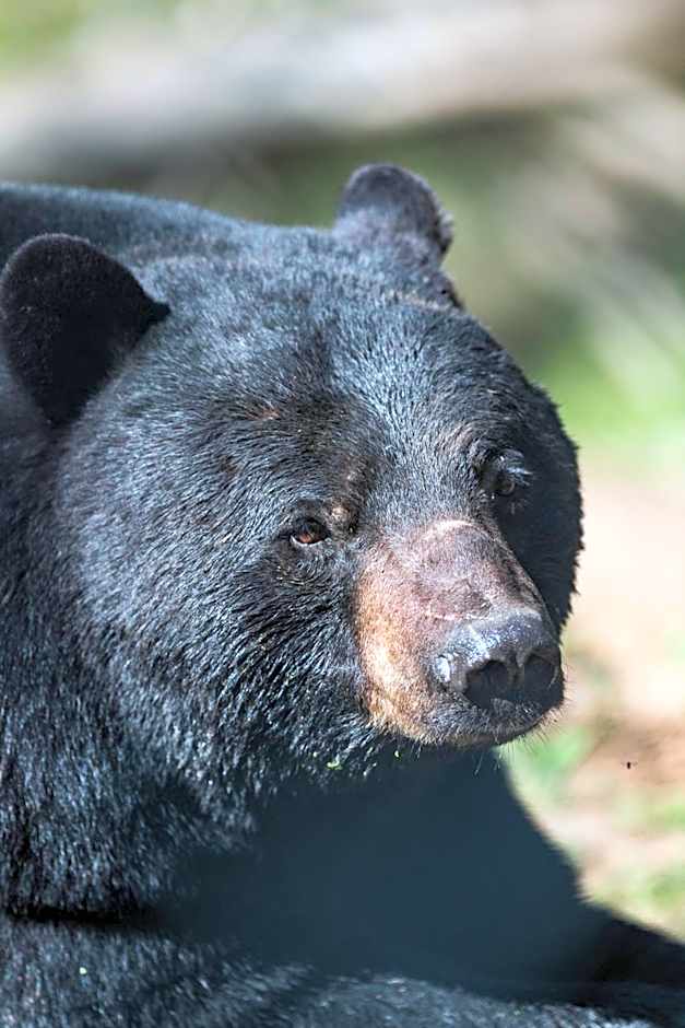 Zoo des Marécottes Boutique Hôtel