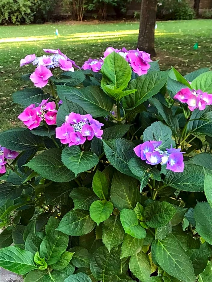 B&B Villa FioreConero