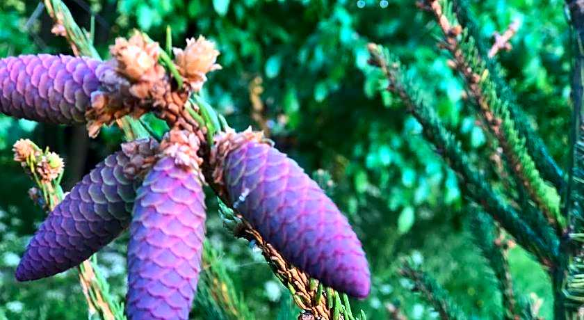 Antica Taverna del Principe