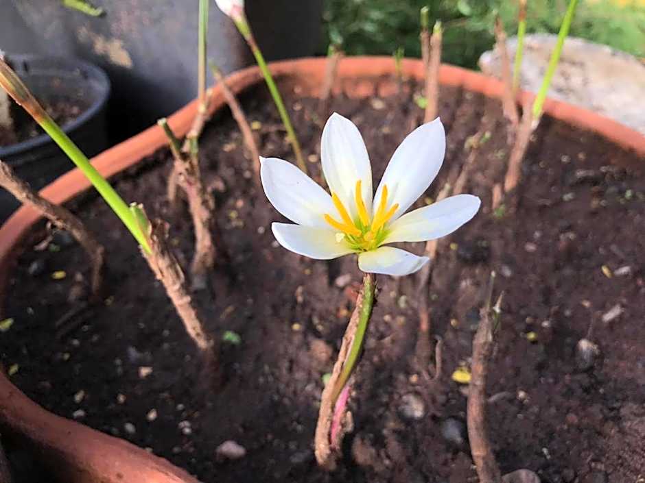 Pousada Casa do Cerrado - Alto Paraíso de Goiás