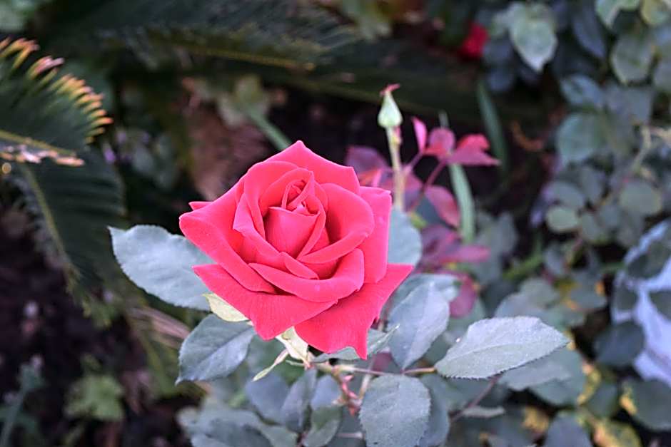 Rose Garden Inn