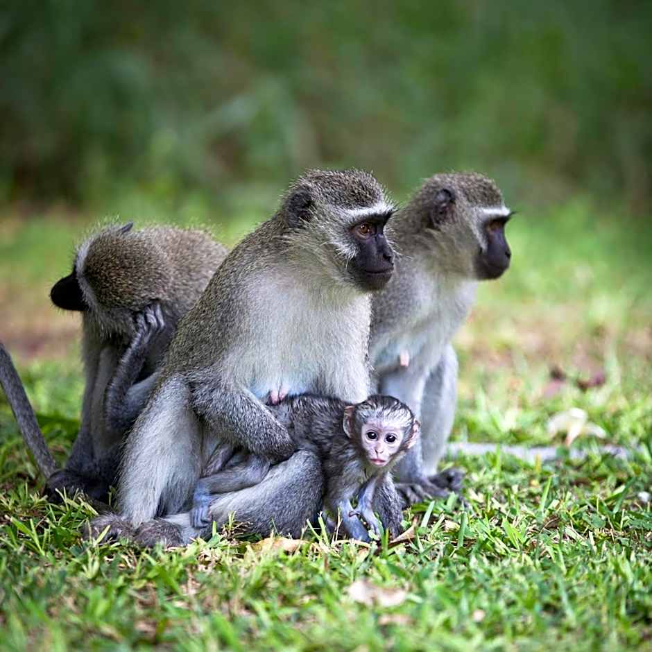 Bush Villas on Kruger