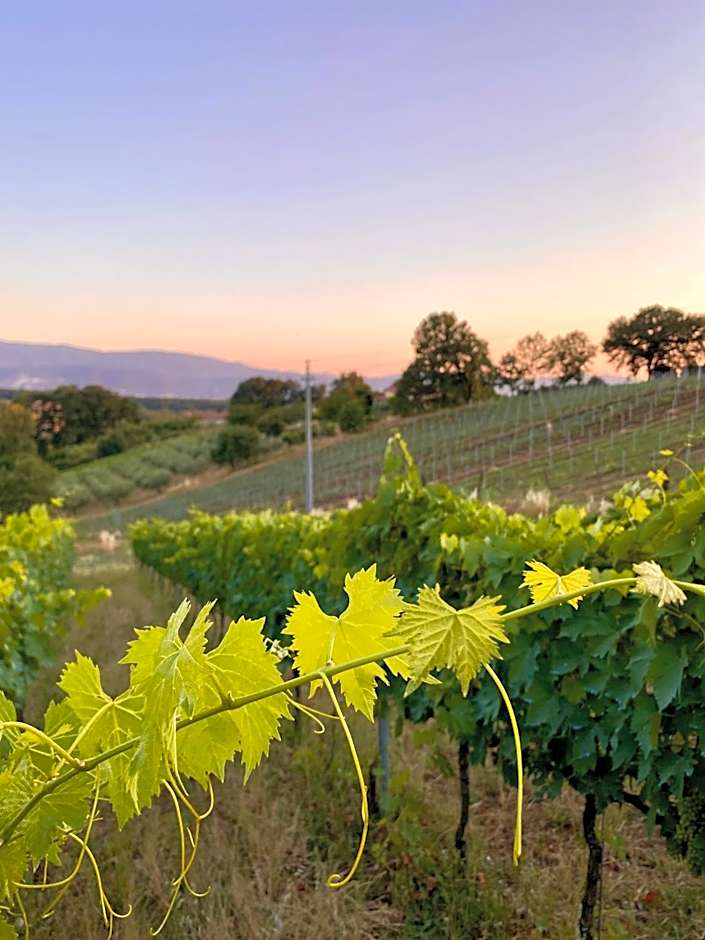 Donna Vittori - Borgo Agricolo