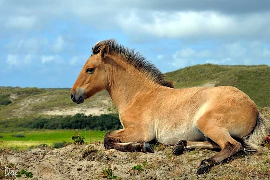 Strandhotel de Vassy