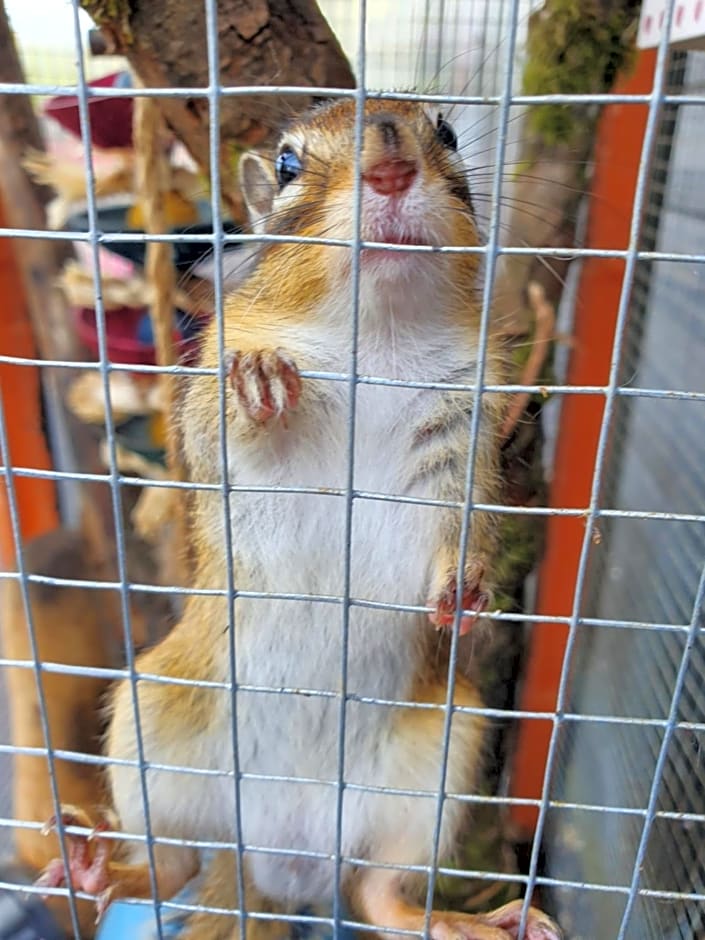 Farmhouse B&B Family stay or Romantic break, on our smallholding close to Narberth