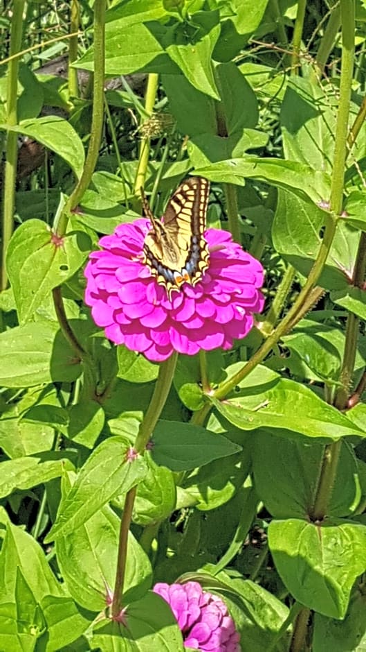 VILLA PASCALE - B&B - CASA VACANZE