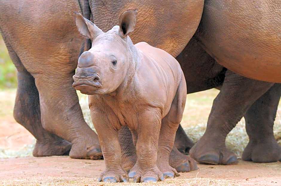 Botlierskop Tented Lodge