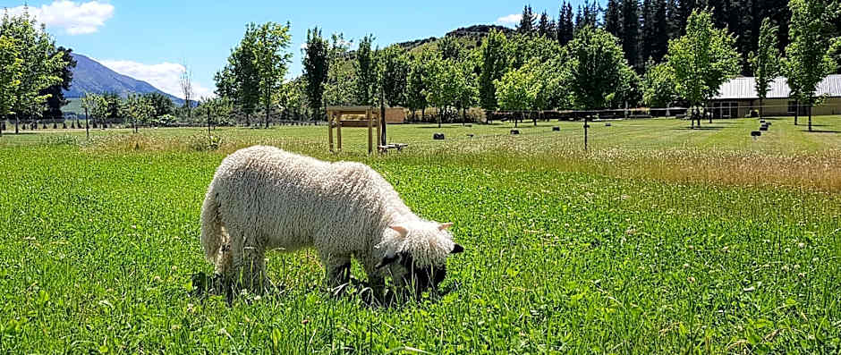 Maple Lodge Luxury Bed And Breakfast
