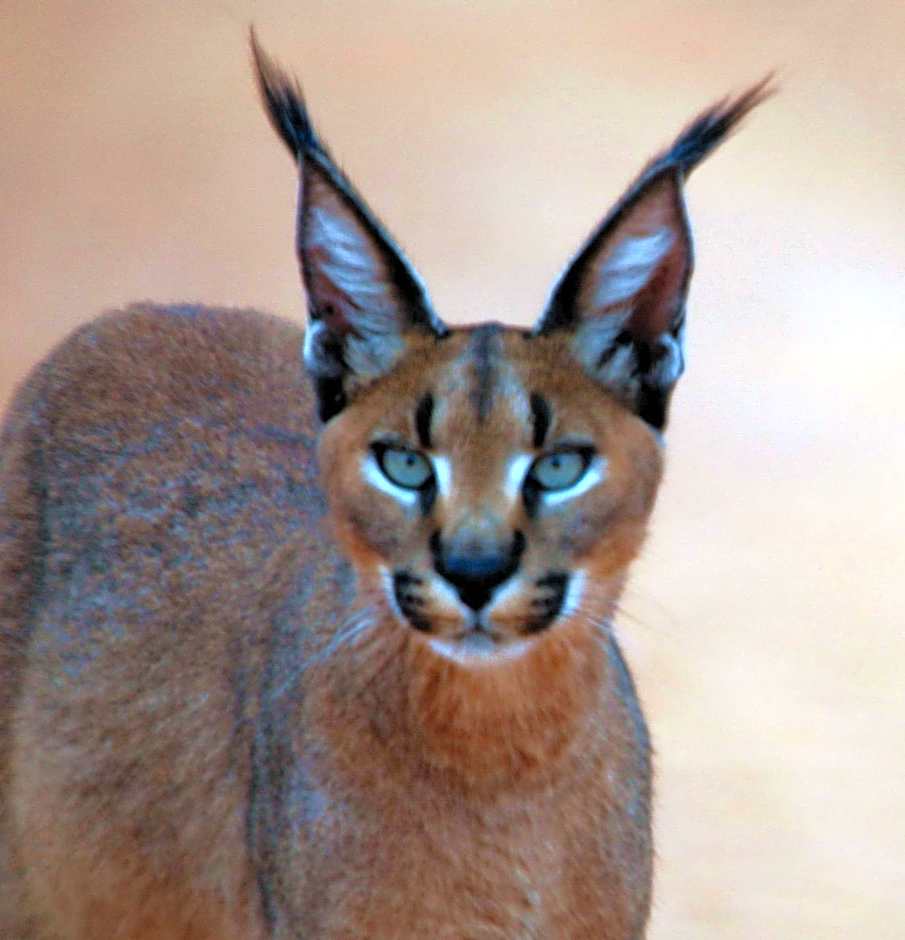 Dungbeetle River Lodge